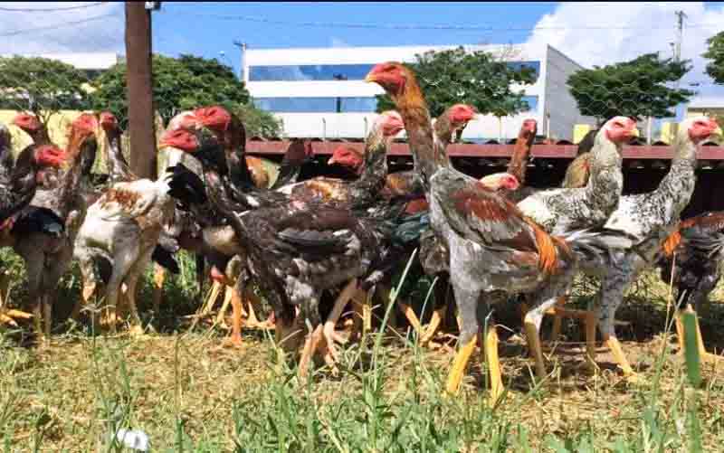 Raça encontrada em algumas pequenas propriedades pelo Brasil, tem como característica que mais chama a atenção o tamanho dos galos. - Reprodução