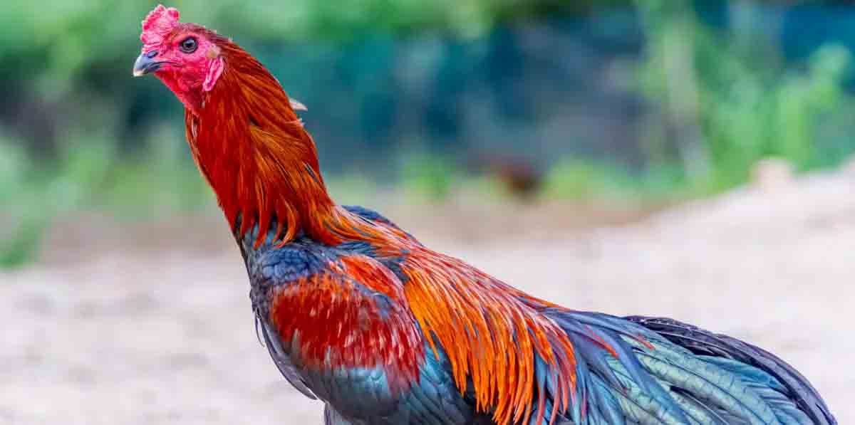 As galinhas Índio Gigante tendem a ter uma expectativa de vida semelhante ou um pouco maior do que a de galinhas comuns, dependendo das condições de criação e manejo. Em média, galinhas de raças comuns podem viver entre 5 a 10 anos, enquanto as Índio Gigante podem viver em torno de 6 a 12 anos. - Reprodução