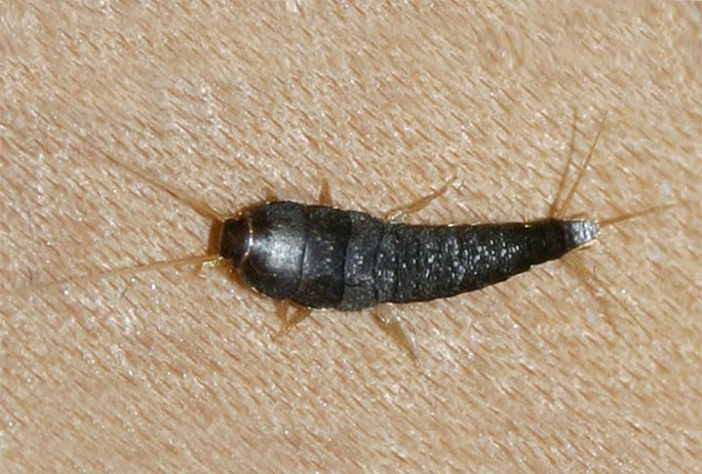 Pragas caseiras