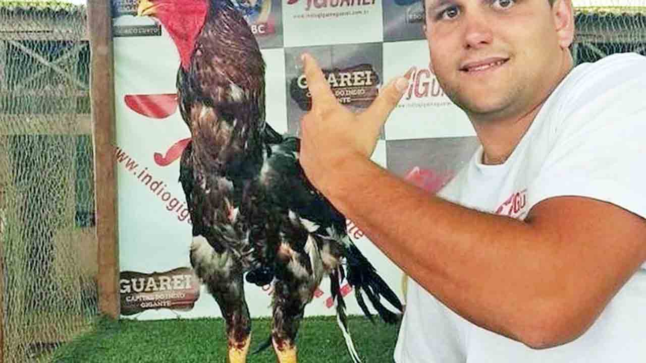 O macho adulto pode pesar até oito quilos e a fêmea, cinco.No entanto, muitos criadores incorporam essas aves nas propriedades pelo exotismo e não as abatem.  - Reprodução/Facebook