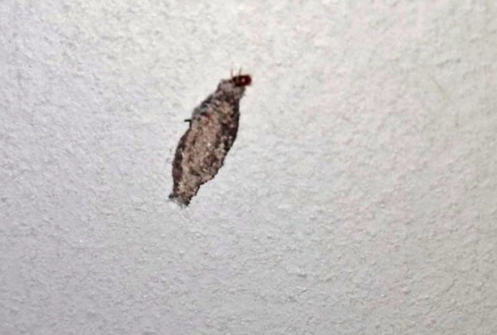 Já o segundo é conhecido como traça-das-roupas e devora queratina que é encontrada em casimira, couro verdadeiro e roupas de lã. Também é reconhecido por aquelas casquinhas que ficam penduradas em alguns móveis e representa a fase larval do bicho.  - Flickr Marcela Dos Santos