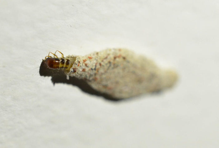 Pragas caseiras