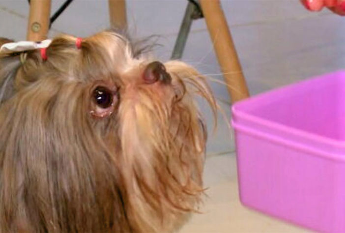 Refrescar cachorro no calor