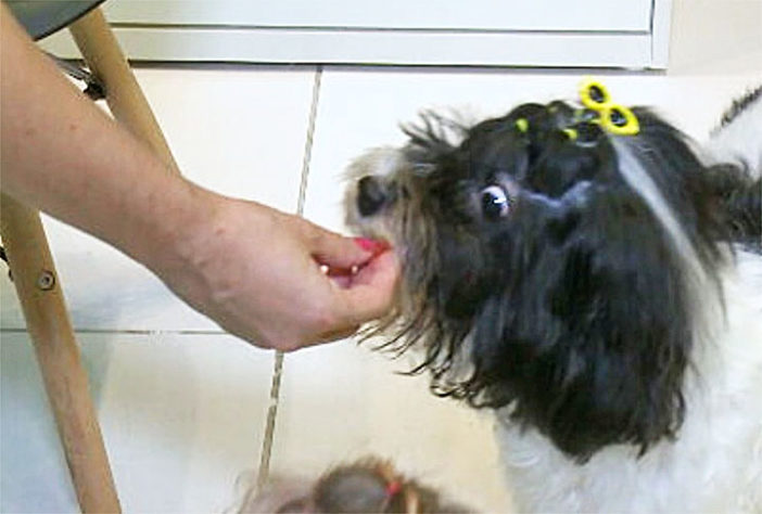 Refrescar cachorro no calor
