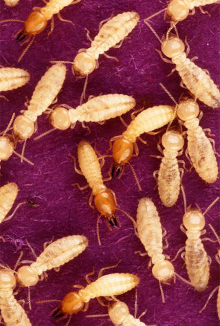 Pragas caseiras