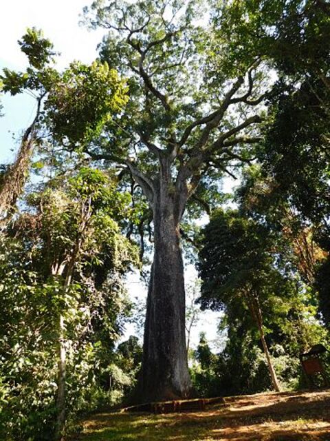 Patriarca da Floresta (Brasil) - É um jequitibá-rosa. Chegou-se a estimar uma idade de 3 mil anos, mas, recentemente, novas pesquisas fizeram essa idade cair para uma faixa imprecisa de 600 a 900 anos. Fica no Parque Estadual do Vassununga, em Santa Rita do Passa Quatro, no interior do estado de São Paulo.
