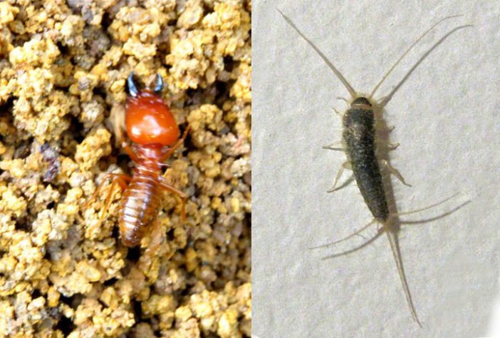 Pragas caseiras