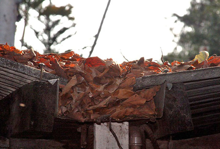 Se a drenagem da casa não estiver funcionando da forma correta, com as calhas cheias de detritos, a tendência é que se formem poças de água e um ambiente úmido, propício para virar um cartão de visitas para o cupim. Por isso, a limpeza das calhas é fundamental.  - Flickr Diego Rossetti