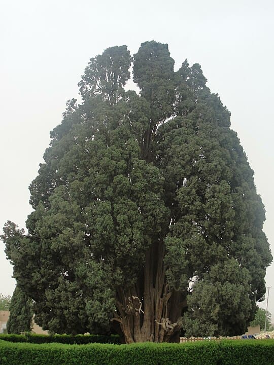 Sarv-e Abarqu (Irã) - É um cipreste, com idade estimada de 4 mil anos. Este monumento natural simboliza resistência e longevidade para a população do país. 