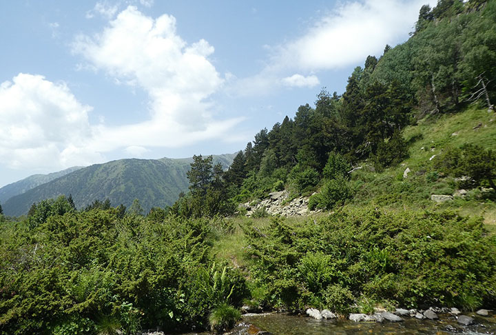 A vegetação predominante é a mediterrânea, ocupando dois quintos do território. As espécies variam conforme a altitude: azinheiras e carvalhos no nível mais baixo, pinheiros no médio;  tundras alpinas no mais elevado. 