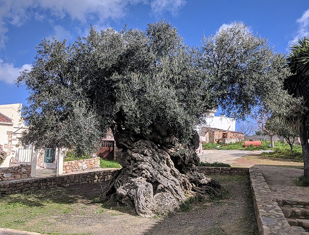Oliveira de Vouver - É uma oliveira, com idade estimada de 3 mil anos, que fica num cemitério na aldeia de Ano Vouves, na unidade municipal de Kolymvari, em Creta, na Grécia. 