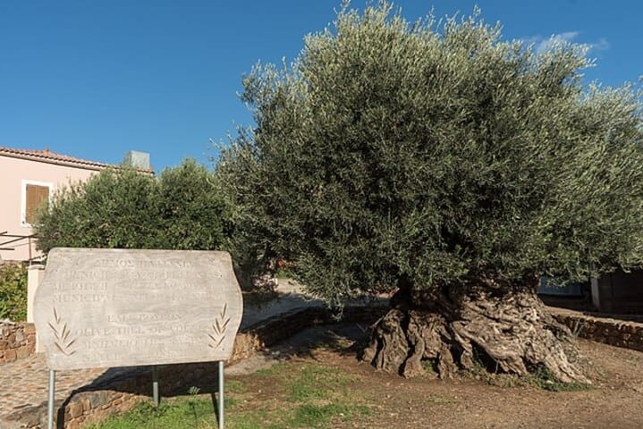 Apresenta um tronco grosso e retorcido, além de folhas pequenas e verde-acinzentadas. Apesar da idade avançada, continua a produzir azeitonas, simbolizando a identidade local e atraindo turistas pela sua rica história e beleza natural.