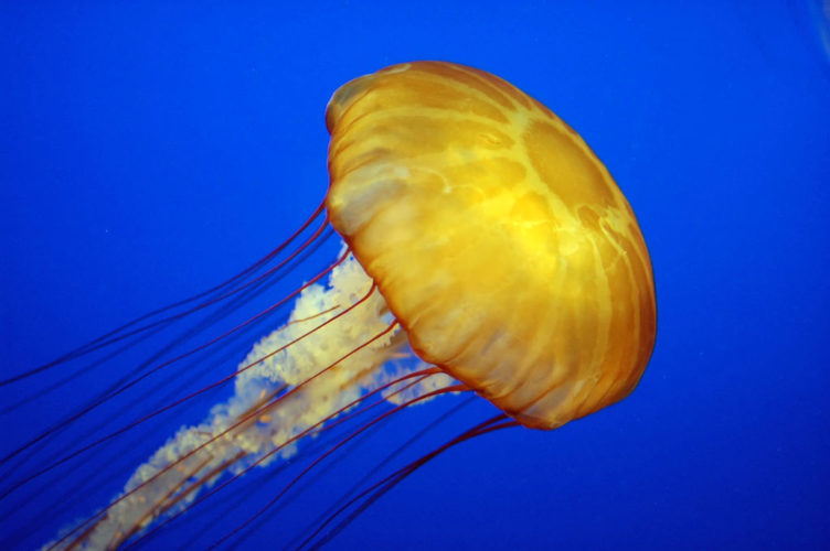 Esses animais não têm uma estrutura óssea interna que suporte e proteja a medula espinhal, como os vertebrados (animais com coluna vertebral) têm.