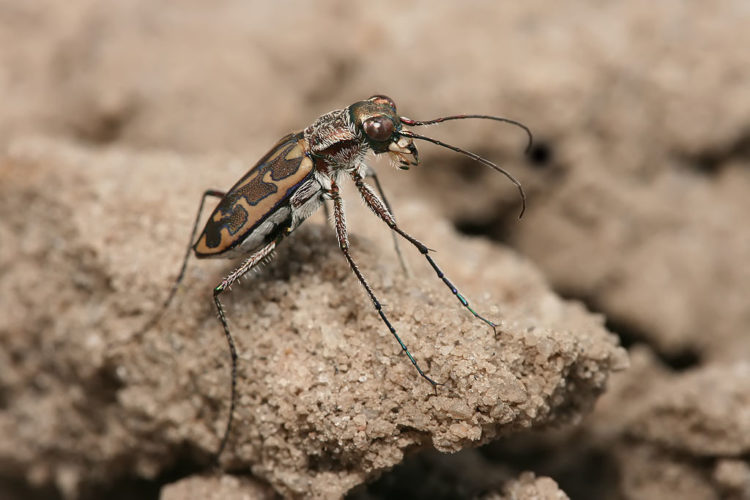 Mesmo não tendo uma coluna vertebral, muitos invertebrados possuem outras estruturas de suporte, como exoesqueletos (caso dos insetos) ou estruturas mais flexíveis.
