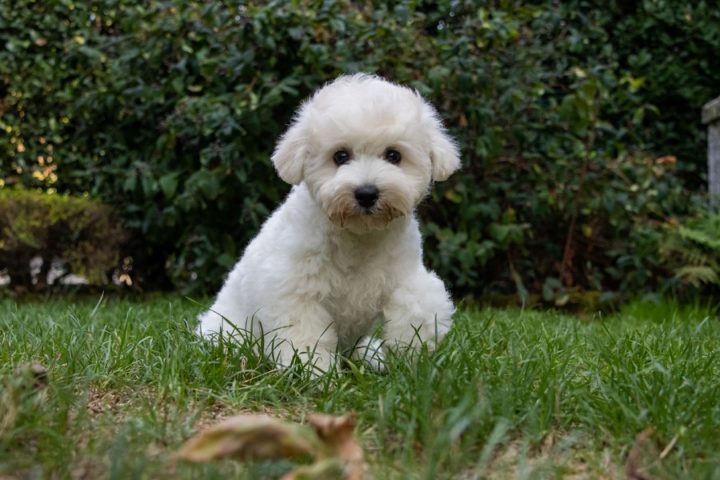 Perfeito para quem mora em apartamentos ou lugares menores, o Bichon Frisé ama ficar no colo do seu dono e é o "mais popular" neste quesito.