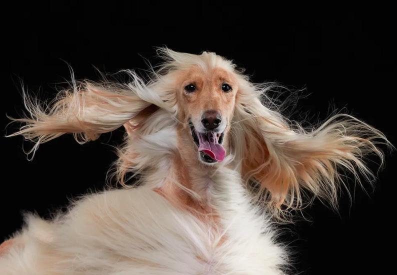 Concurso Comedy Pet Photo Awards elegeu as fotos de pet mais divertidas - 2023