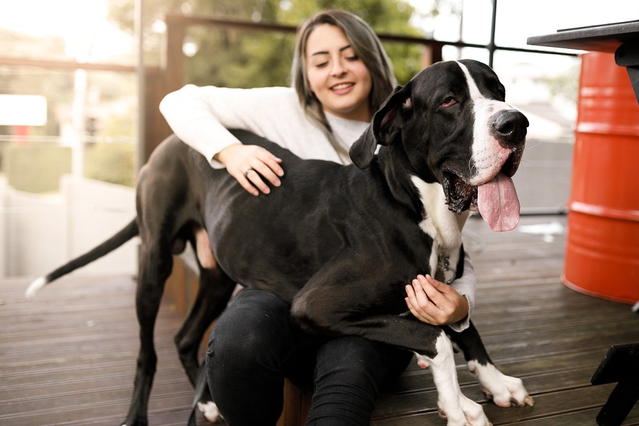O Dogue Alemão não tem muita noção do seu enorme tamanho, pois adora ficar com a cabeça apoiada no colo do seu tutor e está sempre pedindo atenção.