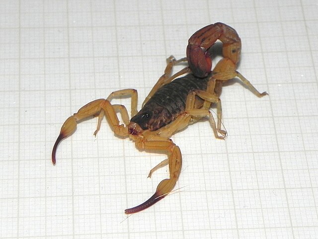 O escorpiÃ£o-amarelo mede, em mÃ©dia, atÃ© 7 cm de comprimento e costuma habitar em Ã¡reas de mata, entulhos, terrenos baldios, casas e quintais.
