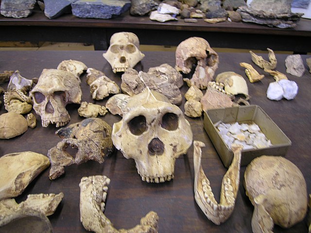 A migração dos hominídeos começou pela Ásia, entre 2 e 1,8 milhões de anos atrás. A chegada à Europa veio entre 1,5 e 1 milhão de anos atrás, segundo o Programa Origens Humanas.