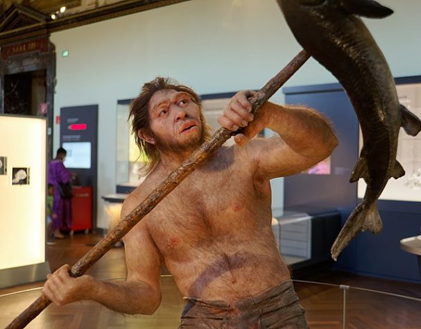 Homo erectus