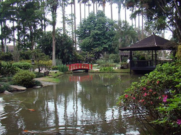 Jequitibá