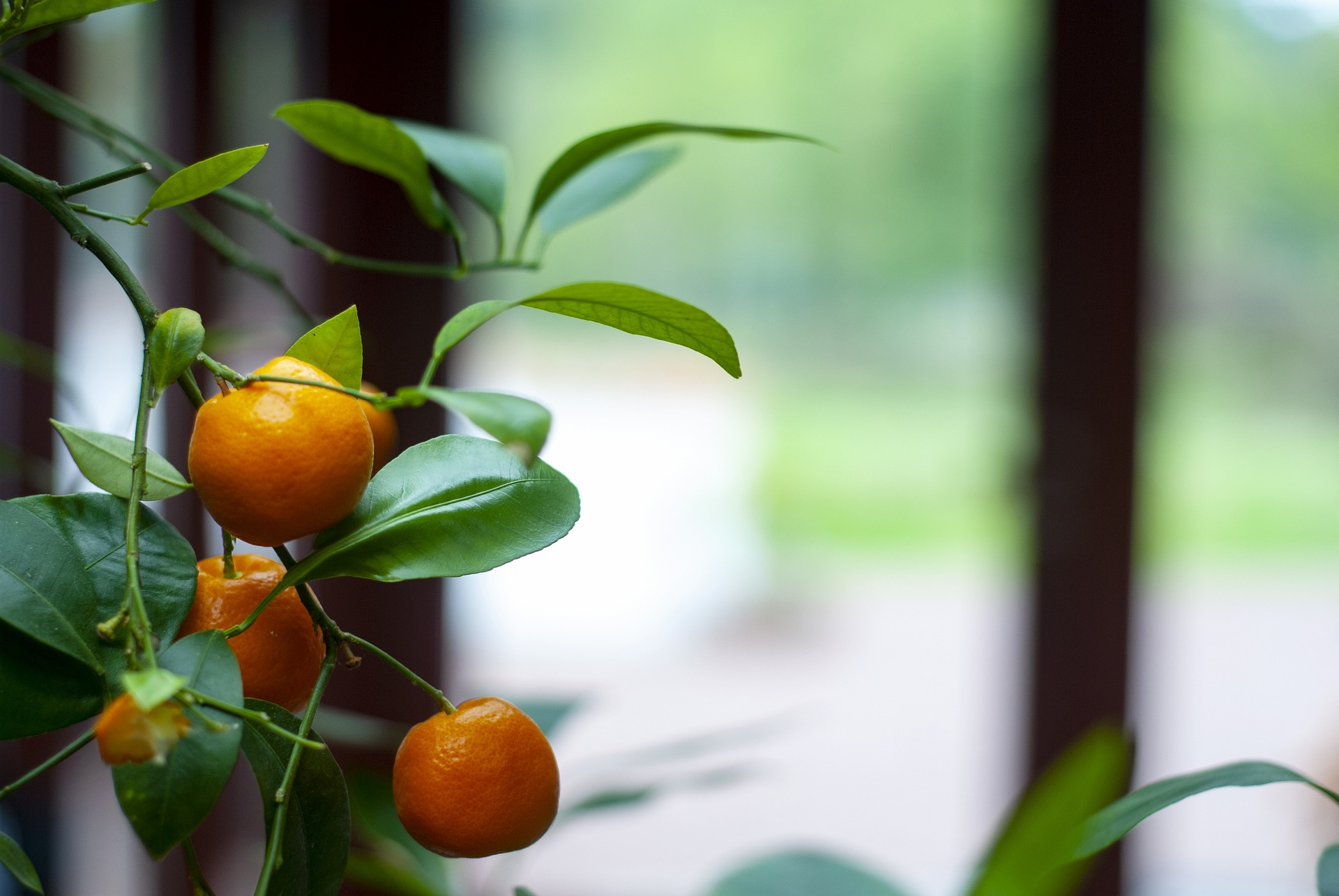 Araraquara também é conhecida como a "capital mundial do suco de laranja". A cidade possui, desde 1967, a sede da maior empresa do ramo, a Cutrale.
