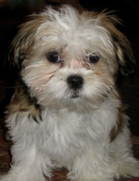 Um dia, um Maltês cruzou com um Shih-tzu, dois campeões de popularidade, e deram origem no simpático 