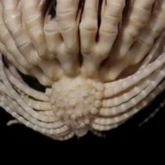 Novo animal descoberto na Antártica possui 20 braços