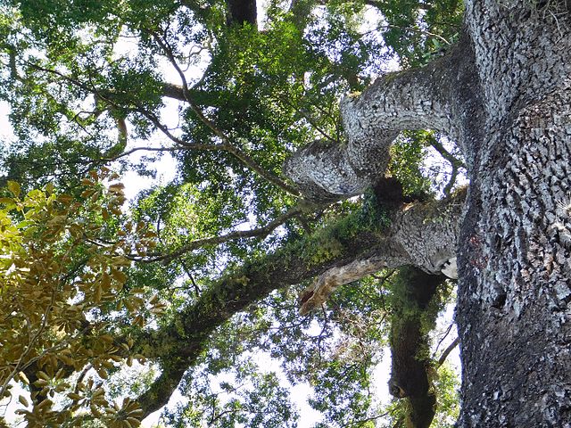 Para dar mais precisão, também há testes de radiocarbono-14 e uso de radioisótopos. Veja as árvores que são consideradas as mais velhas do mundo.   
