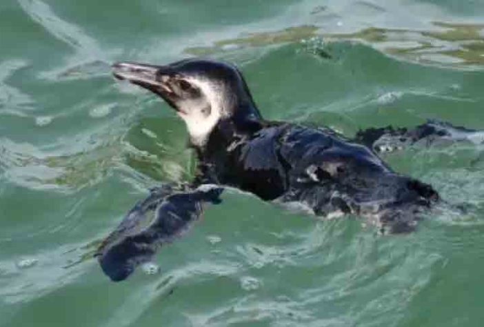 Pinguim apelidado de Zé apareceu na Praia do Arpoador