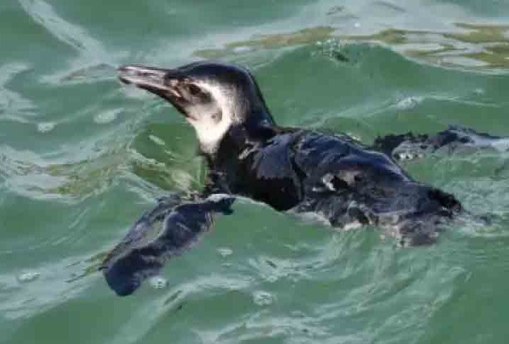 No dia 29/06/2023, um pinguim-de-magalhães foi visto passeando pelas areias da Praia do Arpoador, no Rio de Janeiro. Mas, infelizmente, seu destino foi trágico.