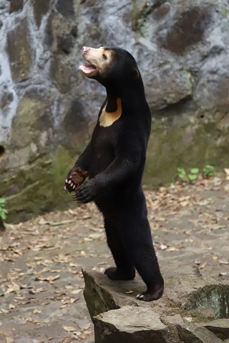 Um adendo curioso: Recentemente,  imagens de um urso bombou na web porque internautas começaram a questionar se o animal não seria um homem com roupa de urso, por conta da aparência estranha do bicho, com postura ereta. Mas, neste caso,  zoológico de Hangzhou, na província de Zhejiang, na China.  garantiu que é animal de verdade.