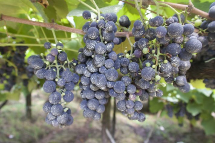 Inteligência Artificial vai identificar garrafas de vinho com rótulos trocados 