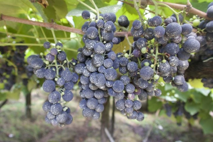 Semente de uva – Produz um óleo leve e antioxidante que ajuda a combater o envelhecimento da pele. É encontrado em séruns, hidratantes e óleos corporais.
-Buenas Dicas/Pixabay