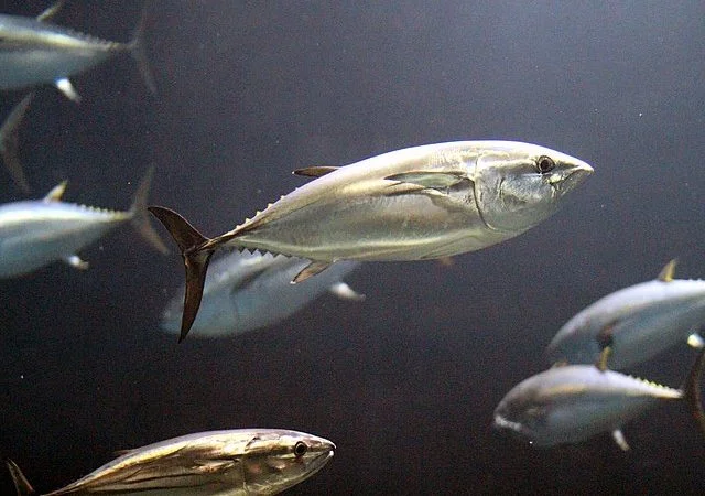 Aquecimento global põe em perigo o peixe mais caro do mundo; saiba qual