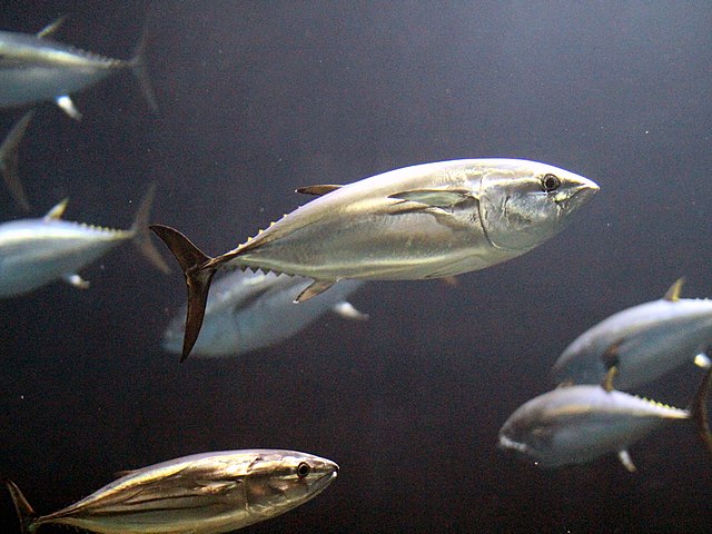 Aquecimento global põe em perigo o peixe mais caro do mundo; saiba qual
