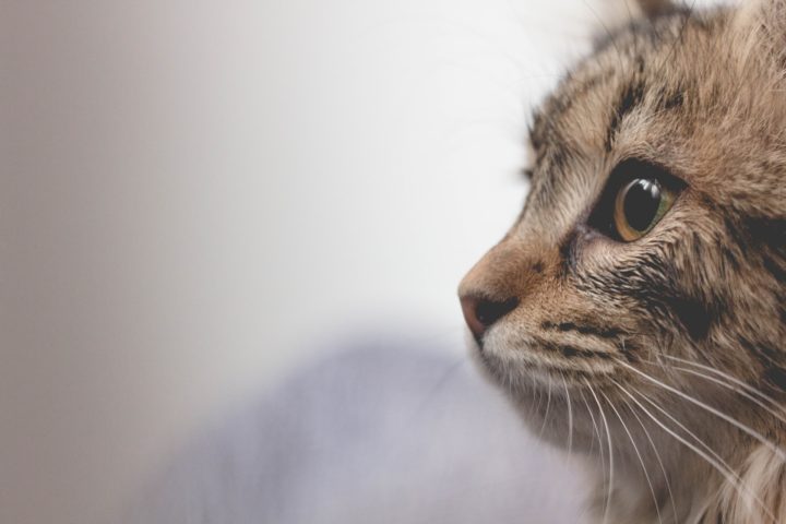 A visão dos gatos é dual e esférica: superior em ambientes com contornos indefinidos, mas inferior na percepção de cores em comparação com os humanos. Cientistas sugerem que os gatos podem ver a grama em tons de vermelho.-Borna Bevanda Unsplash


