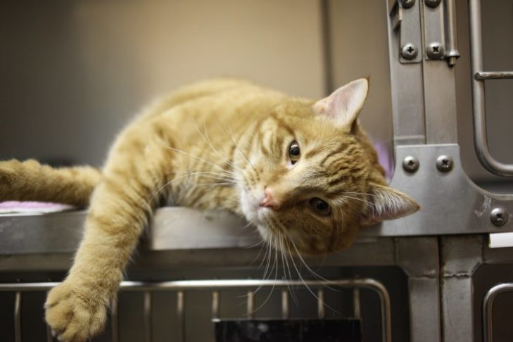 A capacidade auditiva de um felino supera a de um canino, sendo capaz de detectar sons de alta frequência, aproximadamente 2 oitavas acima do alcance humano.-Joanna Fotógrafa/Pixabay