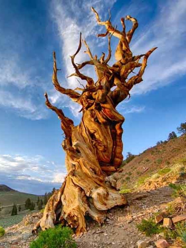 As árvores mais antigas do planeta