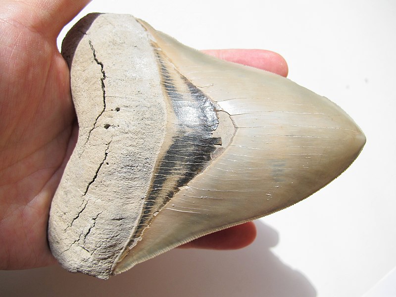 Desde a primeira metade do século XIX a ciência sabe que a criatura monumental existiu graças ao achado dos dentes triangulares fossilizados.