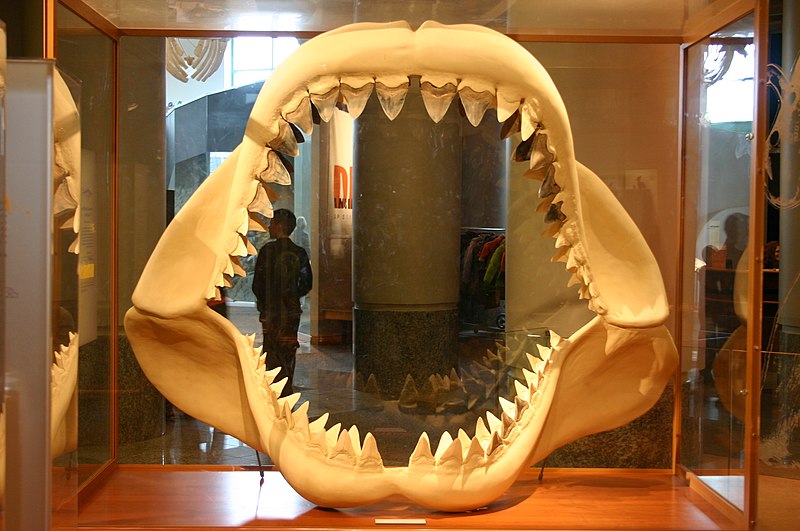 Em grego arcaico, megalodonte significa “dente grande”.
