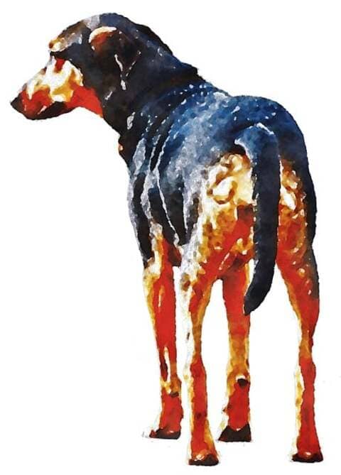 Pra quem não viu: Cachorro 