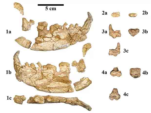 Os profissionais também encontraram fósseis da espécie na Espanha, Europa Oriental e até nos EUA. Eles acreditam que pandas-vermelhos gigantes habitavam essas regiões antes da extinção.-Abella J, Alba DM, Robles JM, Valenciano A, Rotgers C et al /Divulgação