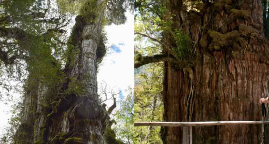O Gran Abuelo (bisavô, em espanhol) fica no Parque Nacional Alerce Costero, no sul do país. Seu tronco tem 4 metros de diâmetro. 
 Esta magnífica árvore, pertencente à espécie de alerce (Fitzroya cupressoides), é conhecida por sua resistência e longevidade, além de ser um importante símbolo de preservação ambiental na região.