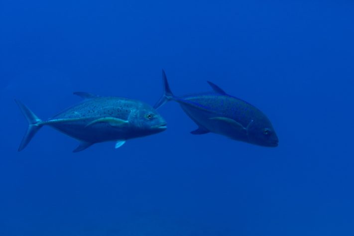 Atum bluefin