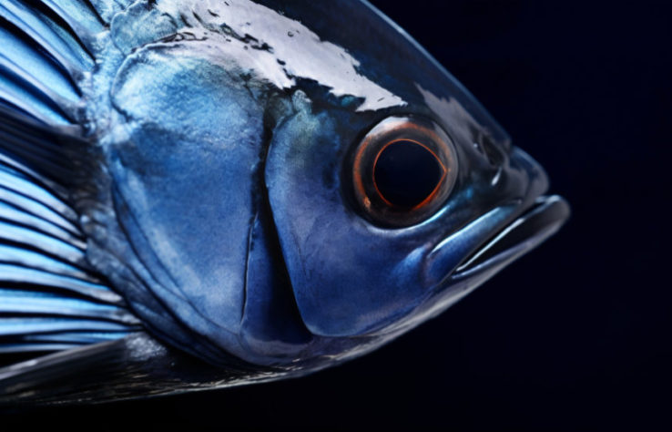 Bluefin, o Rei dos Atuns, pode chegar a R$ 800 o kg no Brasil