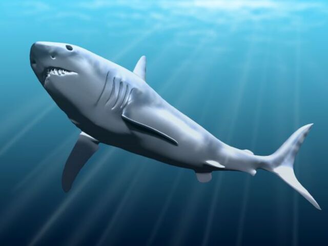 Ficção à parte, o megalodonte foi uma espécie marítima aterrorizante que existiu de fato.Ele foi um tubarão pré-histórico que habitou os mares por volta de 20 milhões de anos atrás.