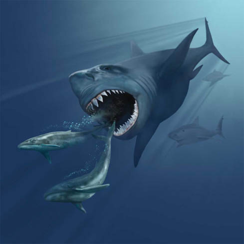 Alguns estudos indicam que  se alimentavam de seres maiores, como acontece com as orcas existentes hoje em dia. Outros apontam que eram predadores de perfil parecido ao do tubarão-branco atual.
