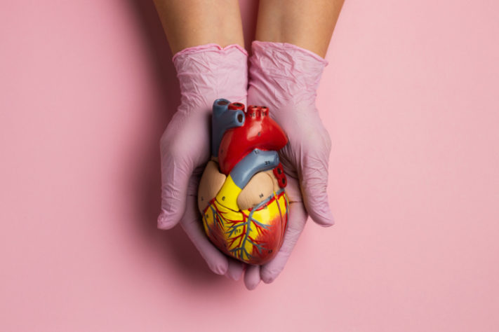 coração - órgão