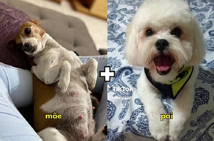 Mistura de raças: Filhotes de pinscher com lhasa apso divertem as redes sociais